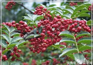 花椒泡白酒的比例是多少，花椒用白酒泡多长时间