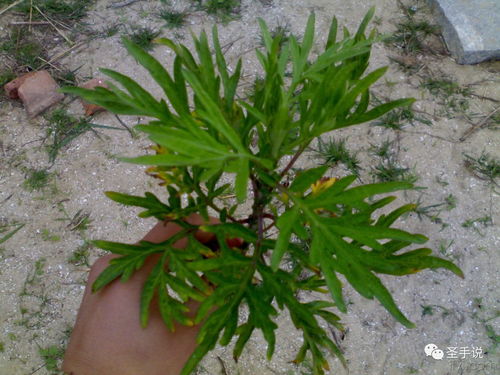 艾草加白酒加白醋可以治疗腰间盘突出吗?，艾草白酒白醋热敷有什么好处