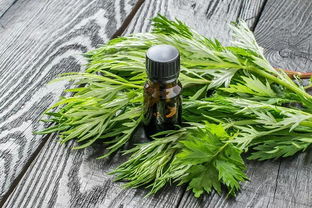 艾叶白酒加蜂蜜的功效作用与禁忌，艾叶配白酒
