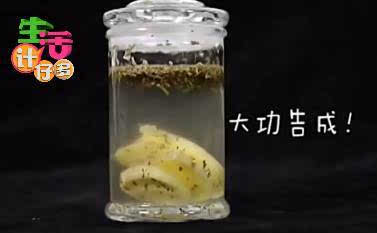 侧柏叶白酒生姜涂头会生长头发吗，侧柏叶和生姜泡酒是不是能治疗脱发