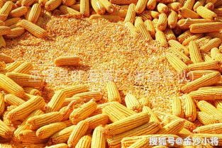 用大米酿白酒，大米酿制白酒步骤