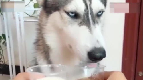 二哈喝白酒耍酒疯图片，二哈喝酒表情包