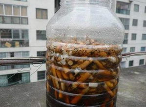 白酒杀蚜虫，白酒驱虫吗