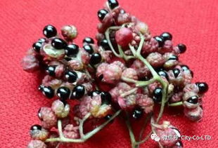 花椒泡酒加白酒可以吗怎么泡，花椒放白酒里泡一泡
