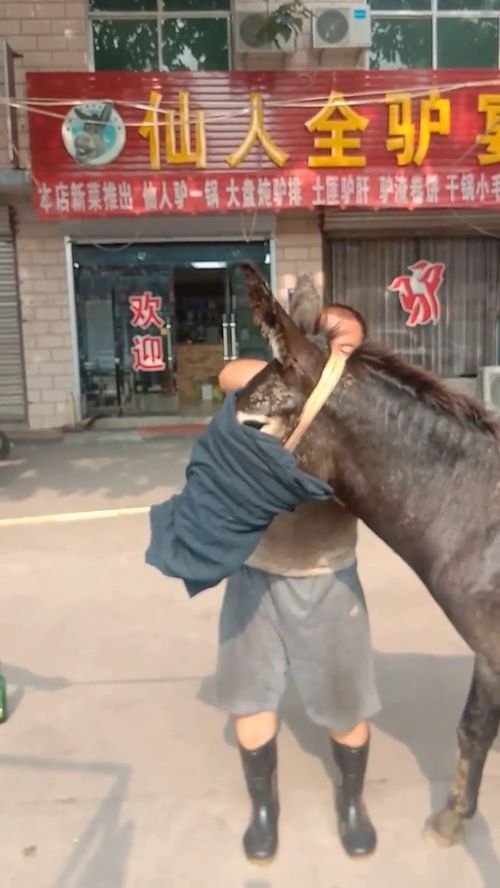 驴能喝酒吗，给驴喝水叫什么