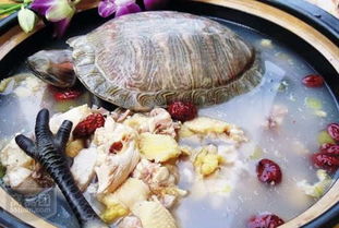 乌龟血配白酒能喝吗，野生乌龟血配高度白酒