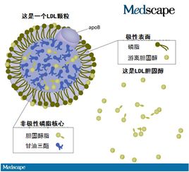 劣质白酒影响低密度脂蛋白吗，饮酒对低密度脂蛋白的影响