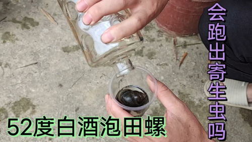 52度白酒泡枸杞能放多久，52度白酒能泡酒吗