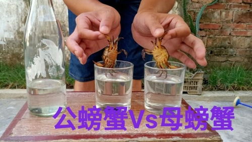 52度白酒算什么酒量呢，52度白酒是什么概念