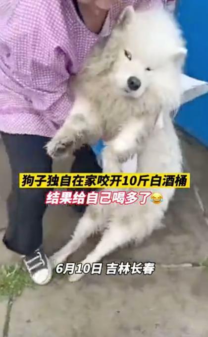 用白酒给狗狗洗澡可以吗，白酒对狗狗皮肤有没有影响